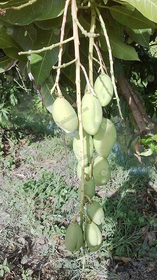 3.ผลอ่อนของมะม่วง