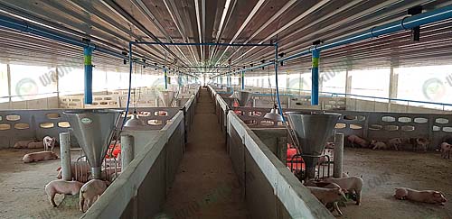 3.ให้อาหารหมู