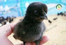 ไก่ดำ อนามัย ธุรกิจดาวรุ่งมาแรง วิธีเลี้ยง-ดูแล ป้อนส่งห้างดัง ลูก ไก่ดำ