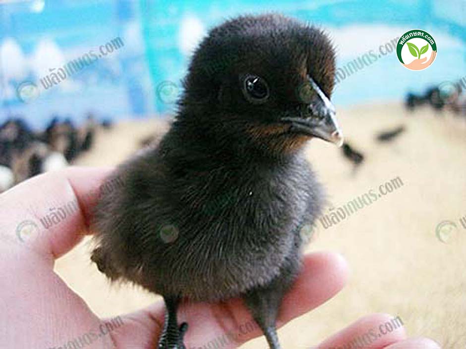 5.ลูก ไก่ดำ