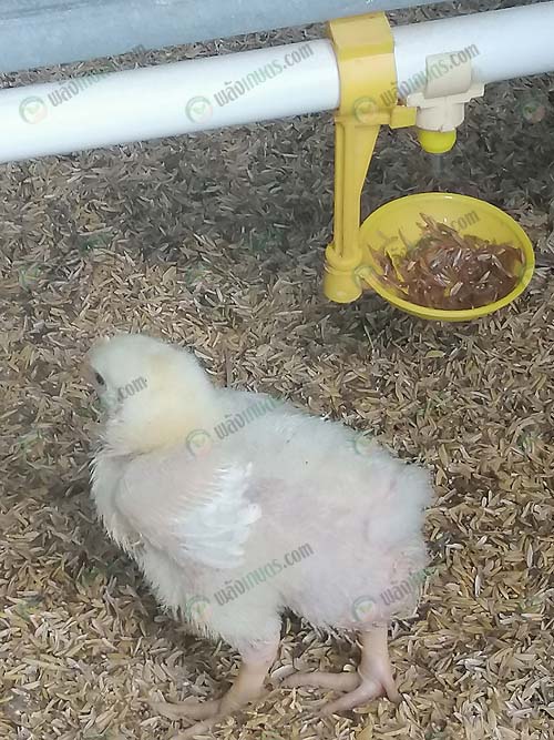 ลูกไก่แข็งแรง-โตไว