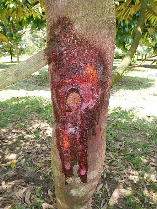 1.การฉีดพ่น พีค รูทเตอร์
