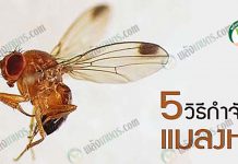 วิธีกําจัดแมลงหวี่ ในต้นไม้และผลไม้ โดยการใช้สมุนไพร วิถีธรรมชาติ วิธีกำจัดแมลงหวี่