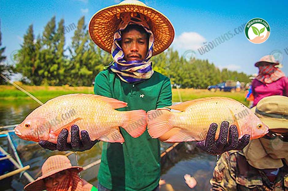 3.ปลานิลแดง สันหนา อ้วนกลม สีสวย และแข็งแรง