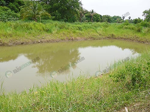 4.แหล่งน้ำที่ขุดขึ้นมาเพื่อใช้ภายในสวน