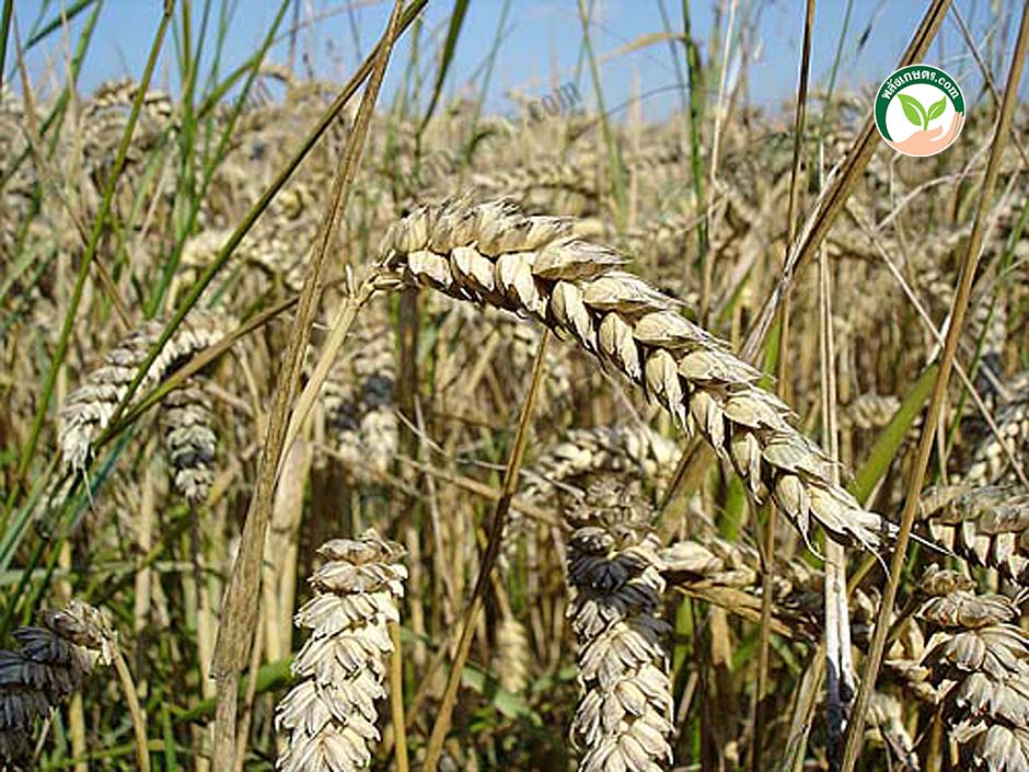 5.ต้น ข้าวสาลี มีการเจริญเติบโตได้อย่างเต็มที่ (https.upload.wikimedia.orgwikipediacommonsbb4Wheat_close-up)