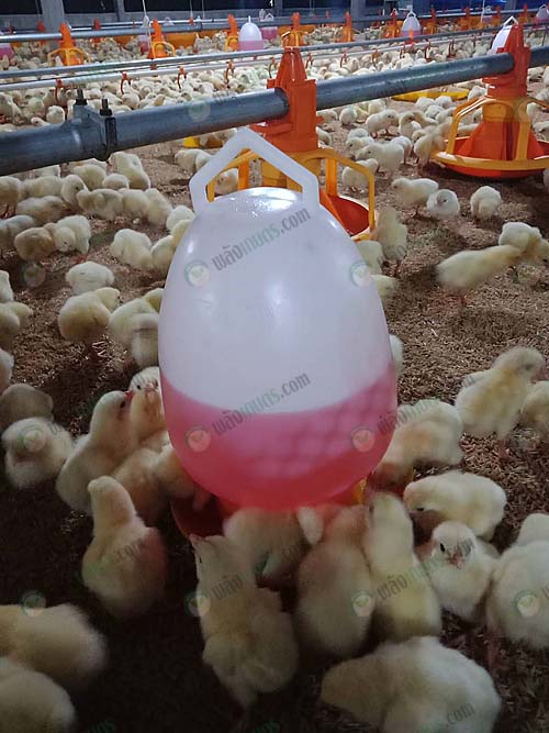 6.ให้อาหารลูกไก่