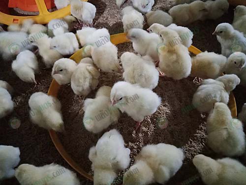 7.ลูกไก่แข็งแรงสมบูรณ์
