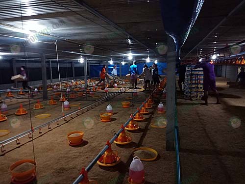 8.ทำความสะอาดพื้นโรงเรือนและฆ่าเชื้อ