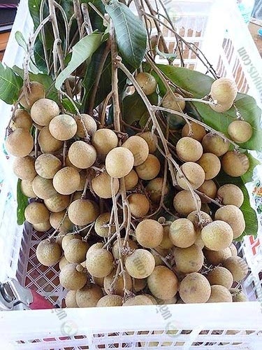 8.ผลผลิตลำไยพร้อมส่ง