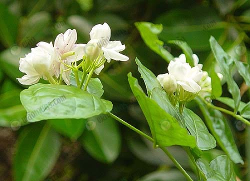 ดอกมะลิ
