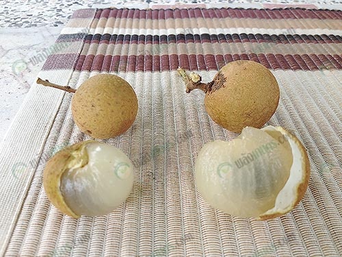 เนื้อหนา-กรอบ-หวาน