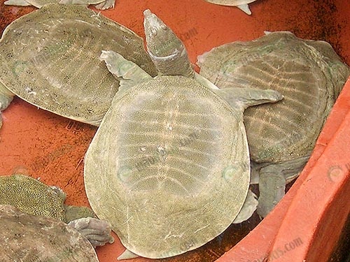 3.ตะพาบน้ำพร้อมจำหน่าย