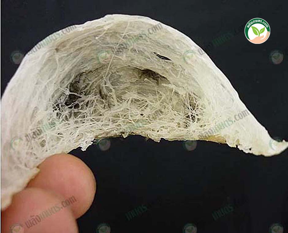 3.ใช้น้ำลายในการสร้าง รังนกนางแอ่น ให้เป็นลักษณะคล้ายถ้วยสีขาวขุ่น