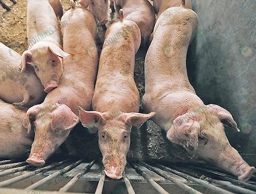 4.จัดการในฟาร์มเพื่อให้หมูปลอดโรค