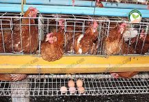 การเลี้ยงไก่พันธุ์ไข่ ใช้ขี้ไก่ไข่ 4 หมื่นตัว ใส่สวนยางและปาล์ม 170 ไร่ ได้ทั้งไข่ ได้ทั้งปุ๋ย การเลี้ยงไก่พันธุ์ไข่ ได้ไข่แดง ฟองใหญ่