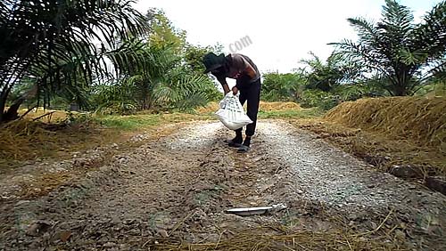 5.การใช้ปูนขาวในเรื่องของการเพาะเห็ดช่วยให้เห็ดนั้นสามารถทนทานต่อโรคได้ดี