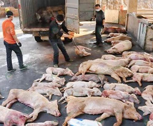 6.โรค AFS ทำให้หมูจำนวนมากต้องล้มตายอย่างรวดเร็ว