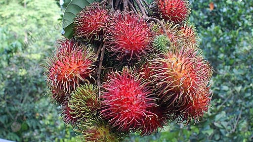 7.เงาะสดๆ-จากสวน