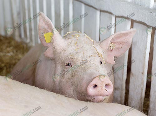 8.หมูถือได้ว่าเป็นสัตว์เศรษฐกิจลำดับต้นๆของโลก