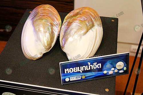 9.หอยมุกน้ำจืดนำมาขยายพันธุ์เพื่อเป็นการสร้างผลผลิตให้กับไข่มุกภายในประเทศเพิ่มขึ้น