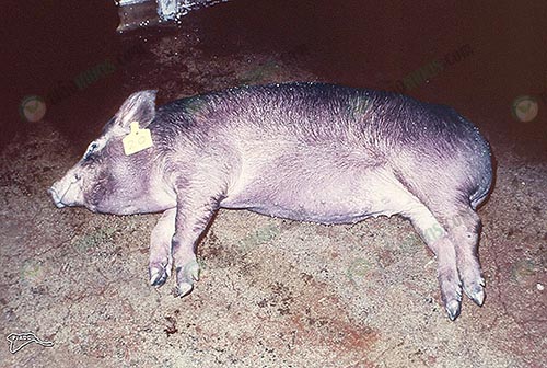 หมูที่ได้รับเชื้อจะมีอาการตัวจะมีจุดช้ำเป็นม่วงๆ แล้วตายลงในที่สุด
