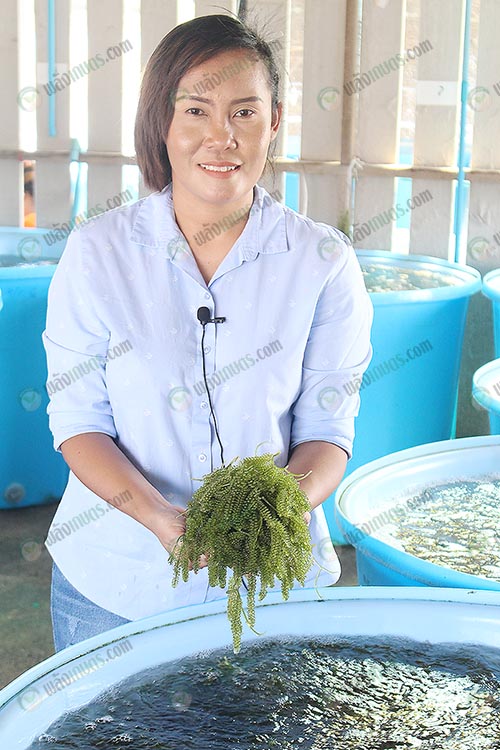 1.ผลผลิตสาหร่ายพวงองุ่น