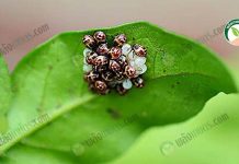 แมลงศัตรูพืช +หนอน+เพลี้ย+หอยทาก เจาะลึกอย่างละเอียด & วิธีการป้องกันรักษา แมลงศัตรูพืช ที่สร้างความเสียหายให้กับพิชพันธุ์