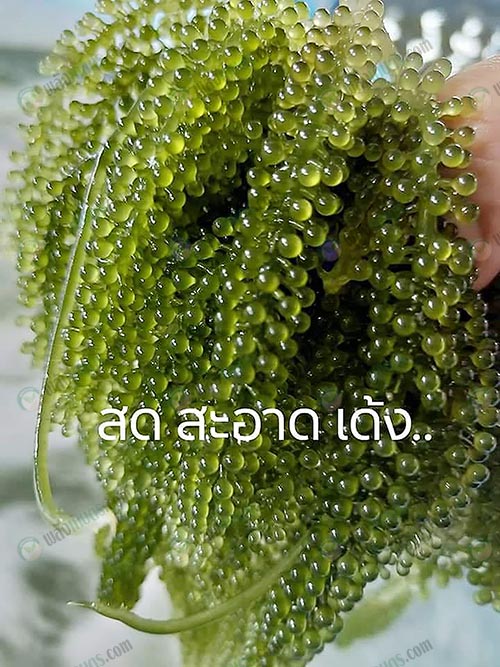 3.สาหร่ายพวงองุ่นพร้อมจำหน่าย
