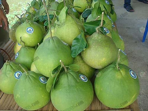 5.ผลผลิตส้มโอพร้อมจำหน่าย