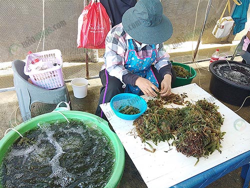 5.เด็ดสาหร่ายที่มีความสมบูรณ์ แข็งแรง และมีสีเขียวเท่านั้น