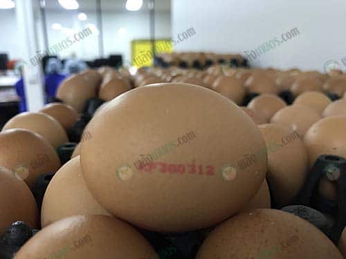 6.ไข่ไก่พร้อมจำหน่าย