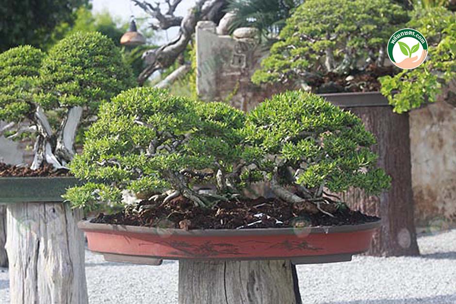7.สร้างบอนไซ เทียนทะเลทรงป่ารากเดียว
