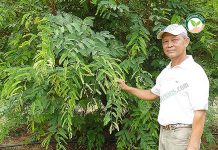การปลูกมะขามเปรี้ยวยักษ์ 100 วันเก็บขายได้ ควบคู่ ลำไย สร้างรายได้หลักล้าน/ปี คุณปริญญา วิไลรัตน์ เจ้าของสวน เผยแนวทาง การปลูกมะขามเปรี้ยวยักษ์