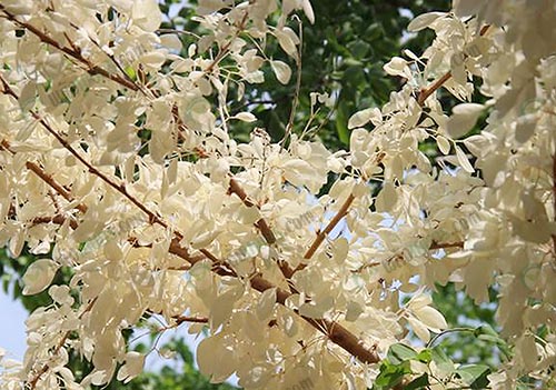 2.ต้นมะขามเทศ ใบสีขาว สวยงาม