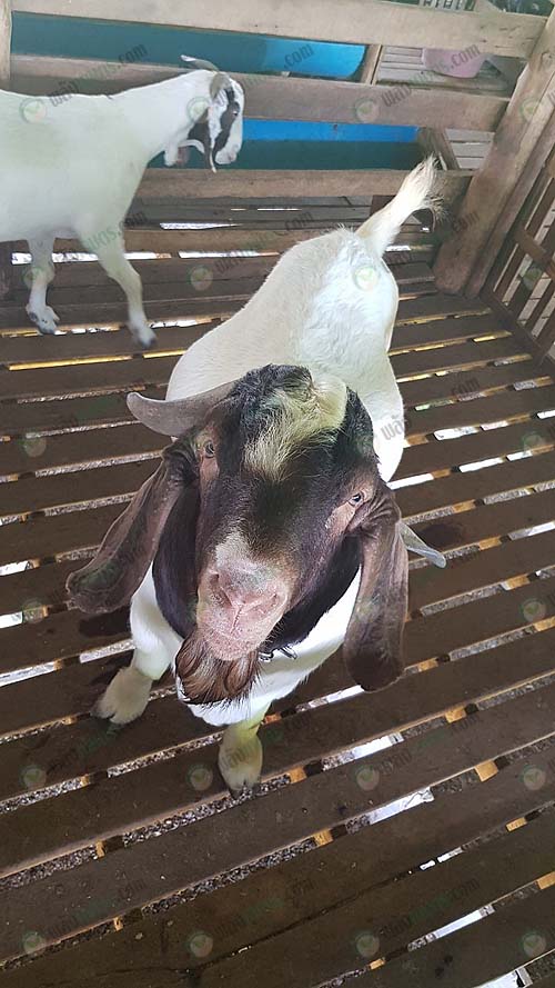 2.สายพันธุ์แพะ