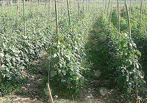 2.แปลงถั่วฝักยาว (https.upload.wikimedia.orgwikipediacommons00bSitaw4jf)