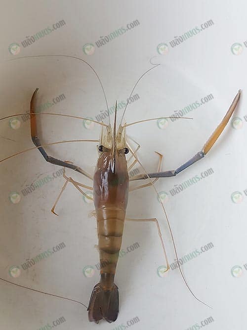 2.แม่พันธุ์กุ้งก้ามกราม ไทย-มาโคร