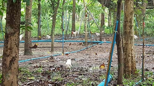 2.โรงเรือนเลี้ยงไก่ และกั้นตาข่ายรอบพื้นที่