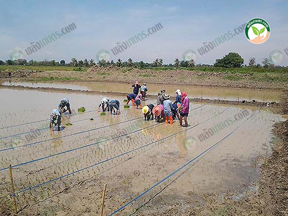 3.กลุ่มข้าวอินทรีย์ ลงแขกเอาเรี่ยวเอาแรงกัน