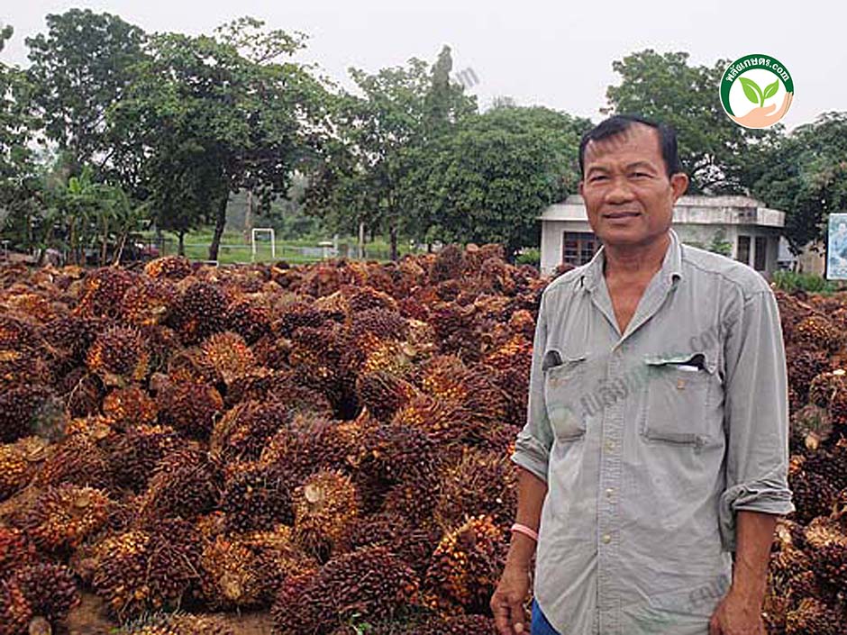 3.ตัดแต่งใบโดยใช้-เครื่องตัดปาล์ม-ผลผลิตประมาณ-20-ตันต่อเดือน