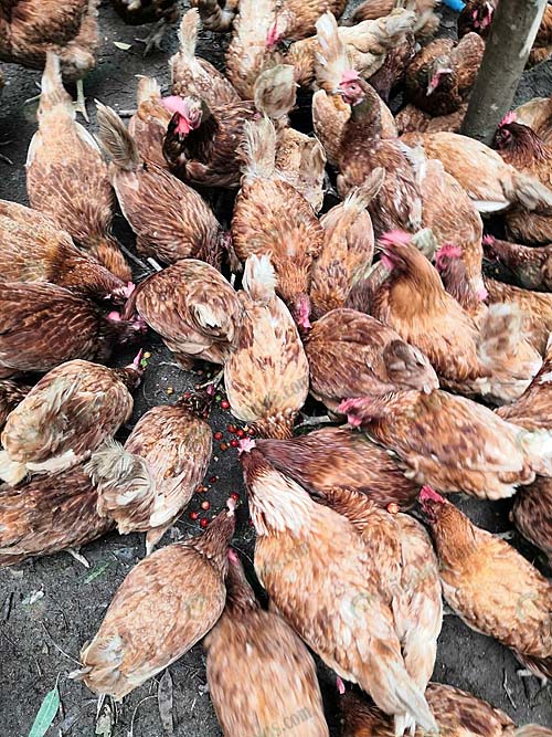 3.ให้อาหารไก่เนื้อ