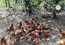 เลี้ยงไก่อินทรีย์ ปลอดยาและอาหารสำเร็จรูป แบบปล่อย พรีเมียมเกรด มาตรฐานออแกนิคไทยแลนด์ เลี้ยงไก่อินทรีย์ เลี้ยงแบบปล่อยอิสระ