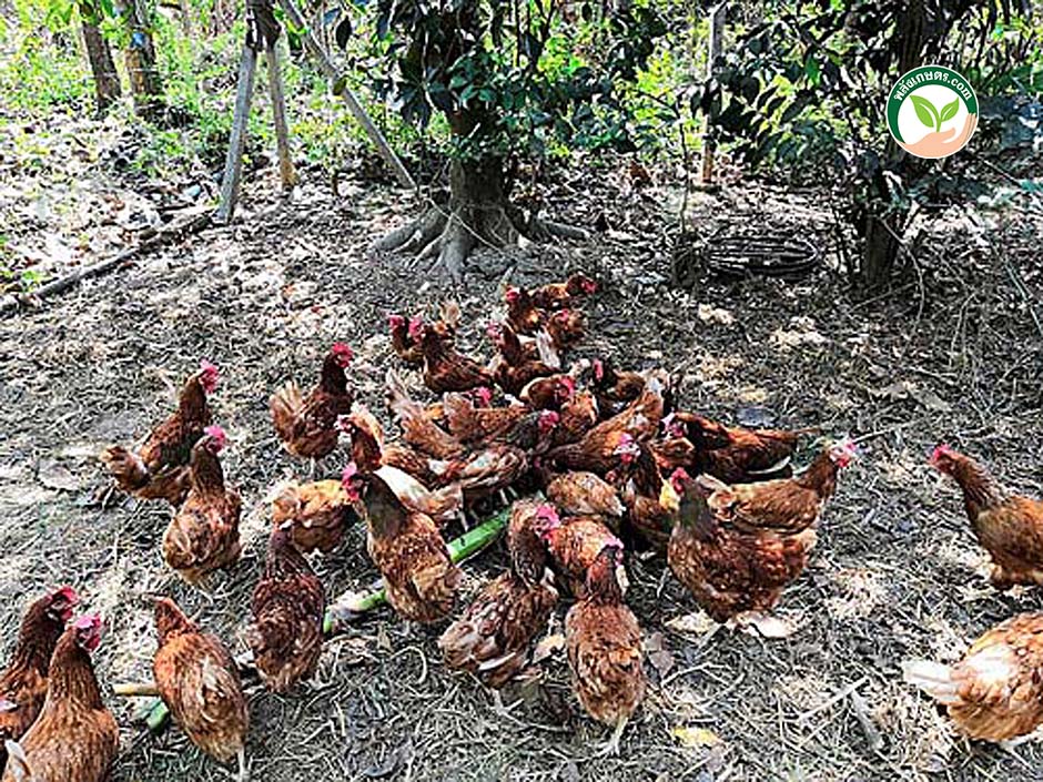 4.เลี้ยงไก่อินทรีย์ เลี้ยงแบบปล่อยอิสระ