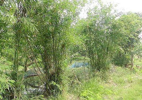 7.เป็นพืชตระกูลไผ่ที่รับประทานได้ และมีรสชาติที่เป็นเอกลักษณ์