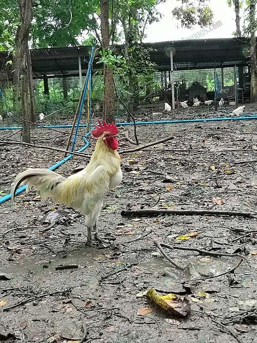 8.สายพันธุ์ไก่