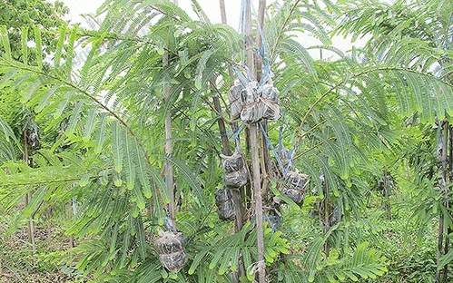 กิ่งทาบบนต้นมะขามป้อม