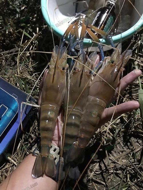 กุ้งไทย-มาโคร ไซซ์ใหญ่ ตัวผู้เยอะ ตัวเมียโต ก้ามทอง 100%