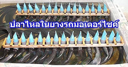 1.ปลาไหลในยางรถมอเตอร์ไซค์