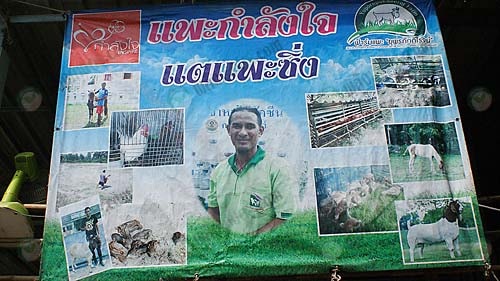 2.แพะกำลังใจ-แตแพะซิ่ง